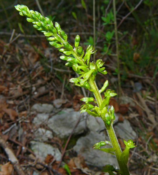 Neottia ovata (=Listera ovata)